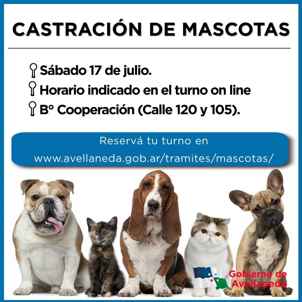 Castración de mascotas en Avellaneda: Obtené tu turno on line